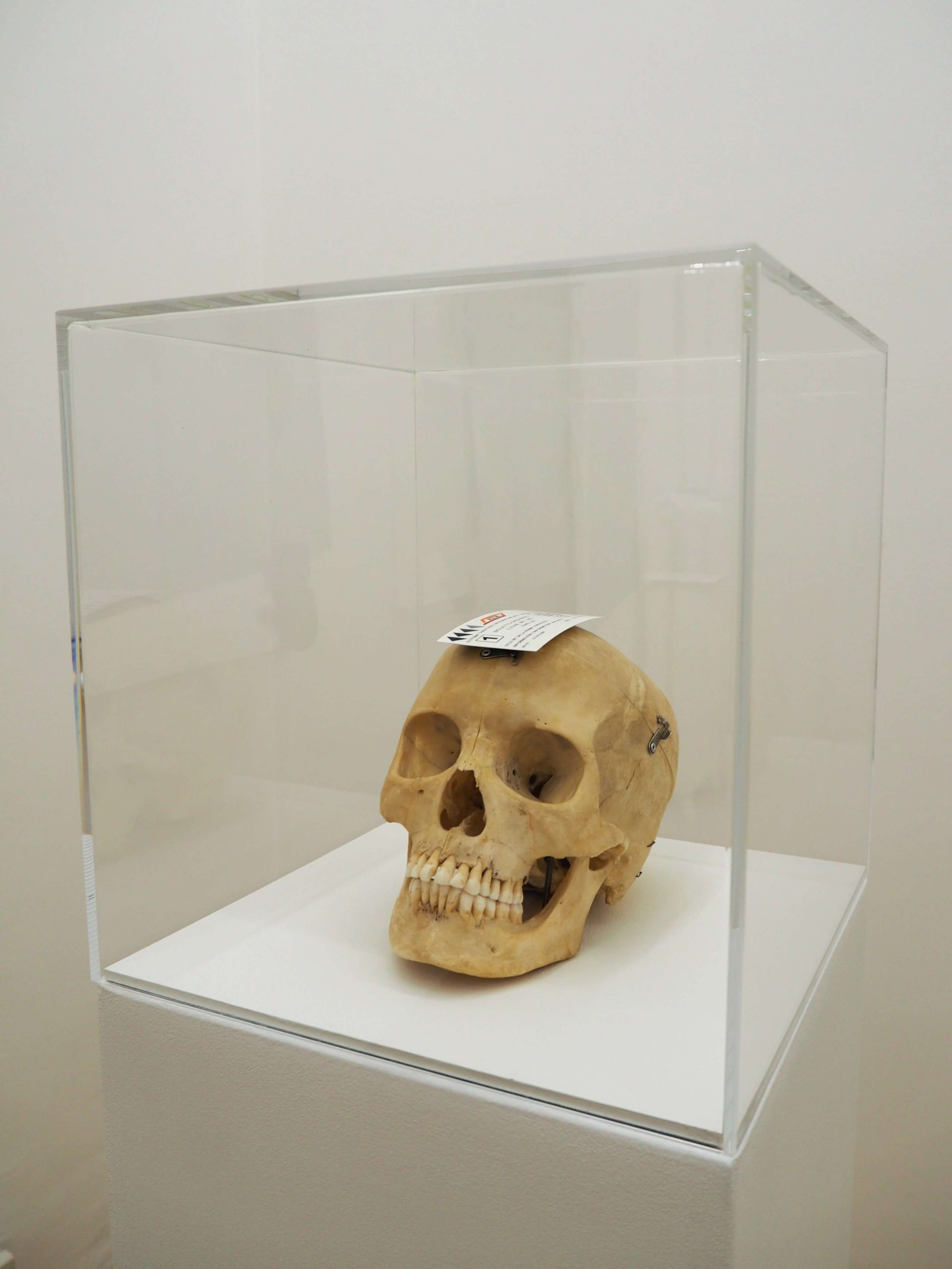 Skull with Metro Ticket (Culto delle anime pezzentelle) Sculpture | 2021 ca. 28x36x18cm